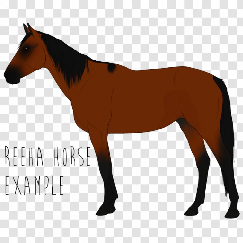Appaloosa Mustang American Paint Horse Quarter Arabian Transparent PNG
