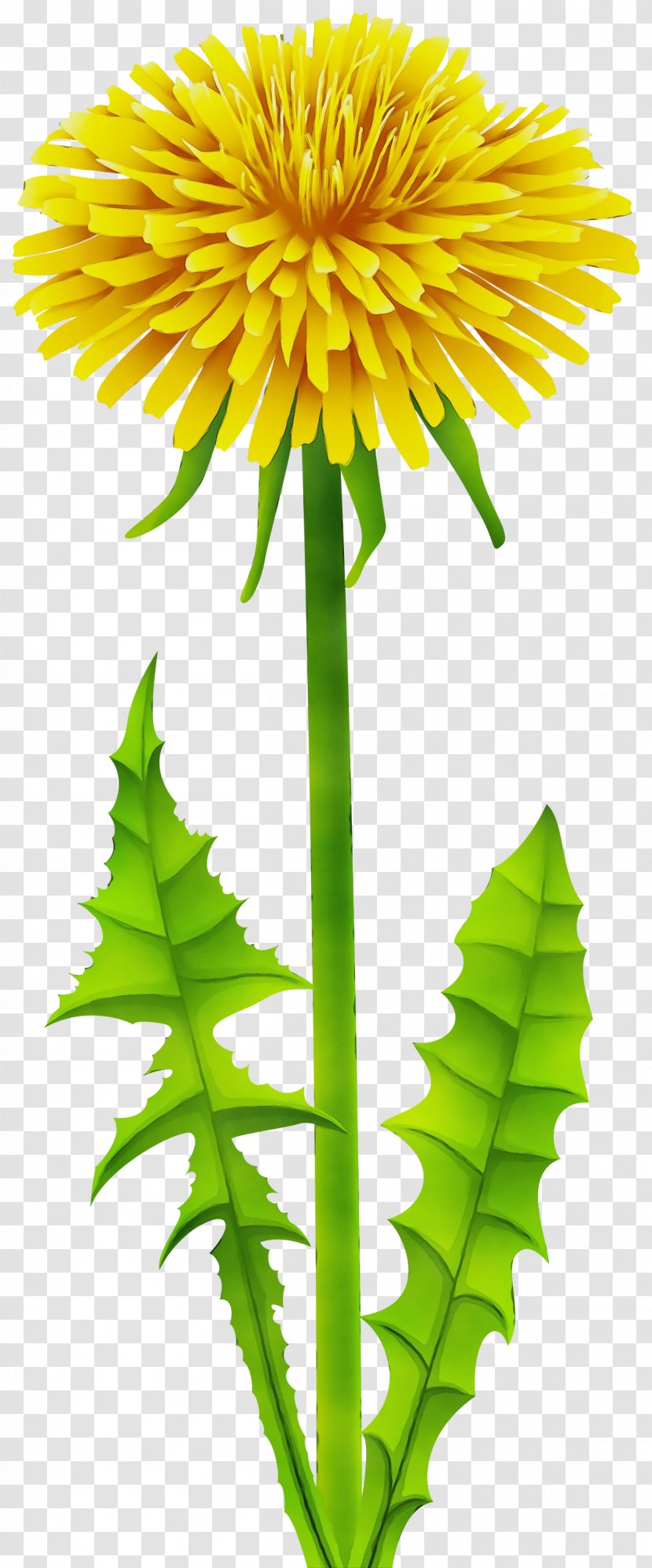 Flower Flowering Plant Leaf Yellow - Stem Dandelion Transparent PNG
