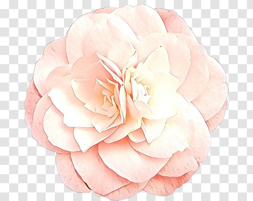 Garden Roses - Common Peony Transparent PNG