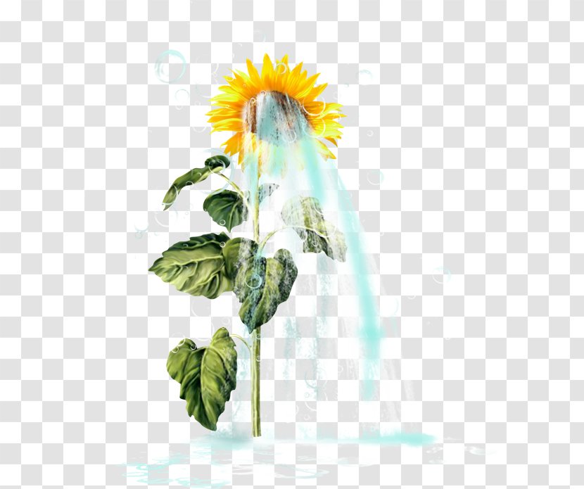 Common Sunflower Seed Clip Art - Plant - Girasoles Transparent PNG