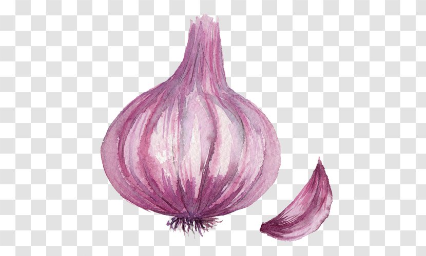 Onion Drawing Computer File - Purple Transparent PNG
