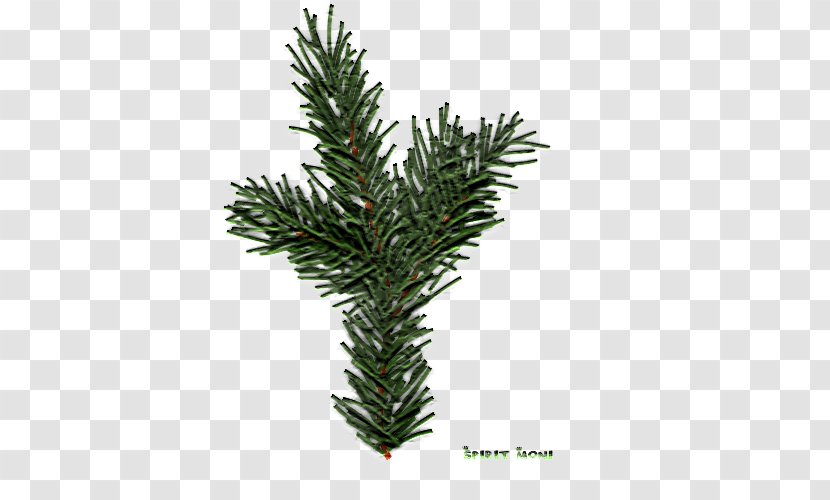 Spruce Fir Pine English Yew Evergreen - Conifer - Tree Transparent PNG