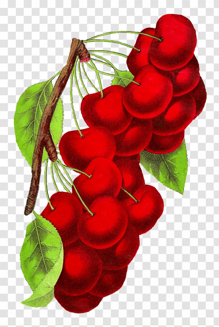 Botanical Illustration Botany Royalty-free - Petal - Cherry Transparent PNG