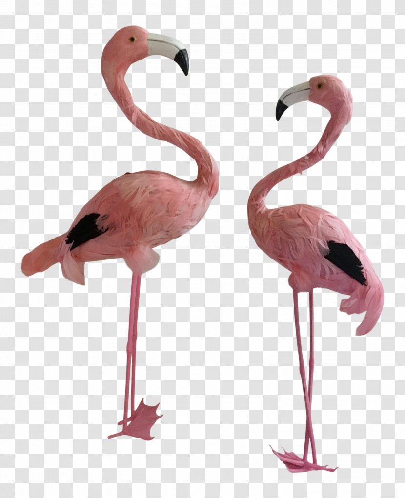 Neck Beak - Flamingos Transparent PNG