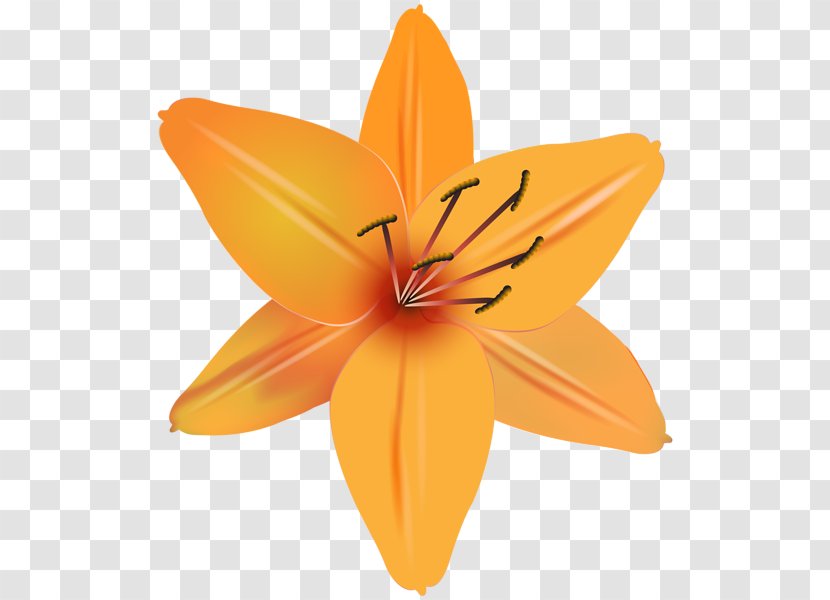 Flower IPhone 7 Plus Clip Art - Orange Transparent PNG