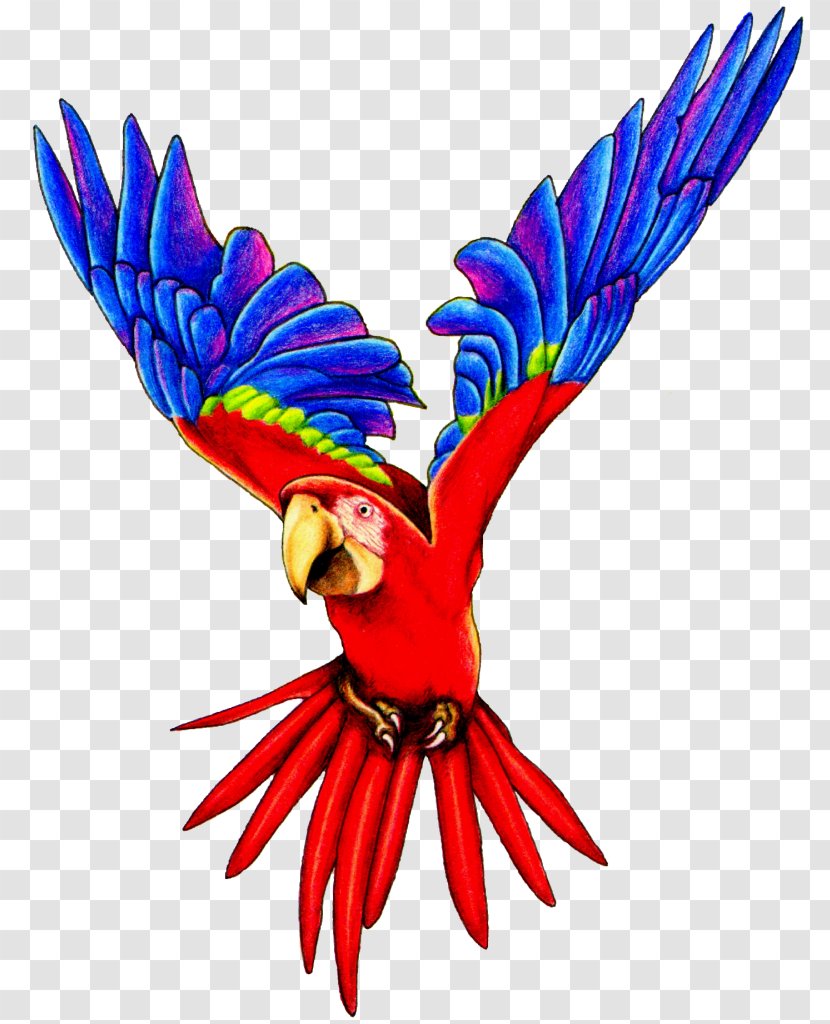Amazon Parrot Bird Macaw Clip Art - Of Prey - Flying Pic Transparent PNG
