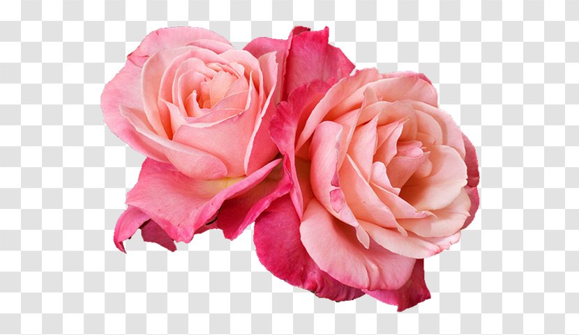 Photography Clip Art - Flower Bouquet - Rose Pink Transparent PNG