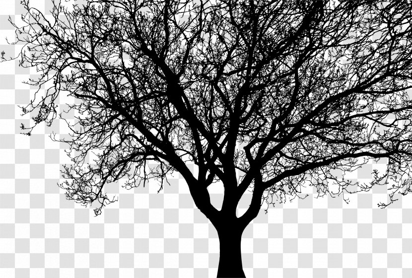 Silhouette Tree Branch Clip Art - Walnut Transparent PNG