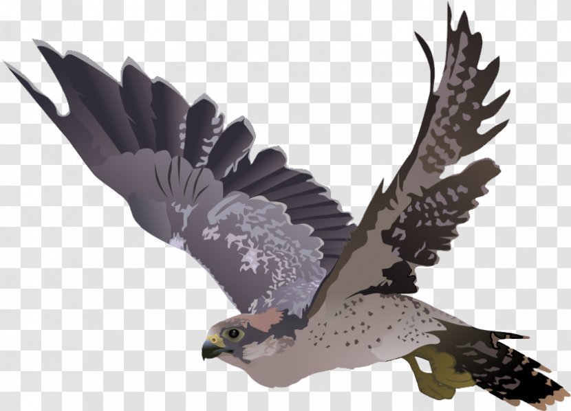 Clip Art Transparency Falcon Image - Hawk - Environmental Commitment Cartoon Yhs Falcons Transparent PNG