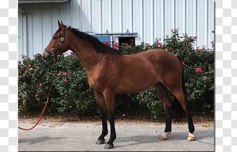 Mare Thoroughbred 2015 Kentucky Derby Hanoverian Horse Colt - Halter - Warmblood Transparent PNG