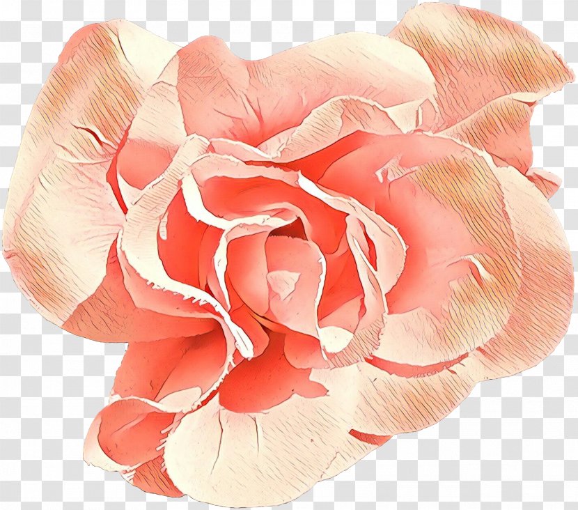Garden Roses - Rose Family - Order Peach Transparent PNG