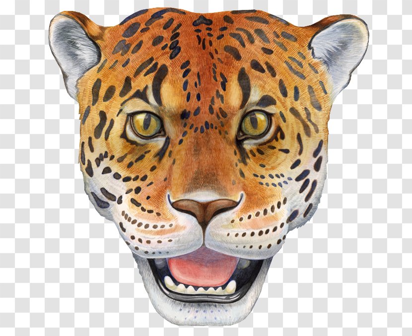 Leopard Jaguar Tiger Cheetah Lion Transparent PNG