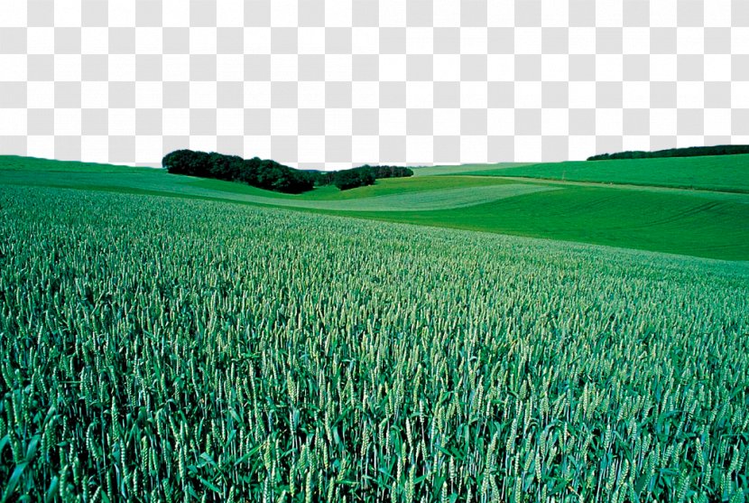 Wheat Crop Cereal - Material - Green Field Transparent PNG
