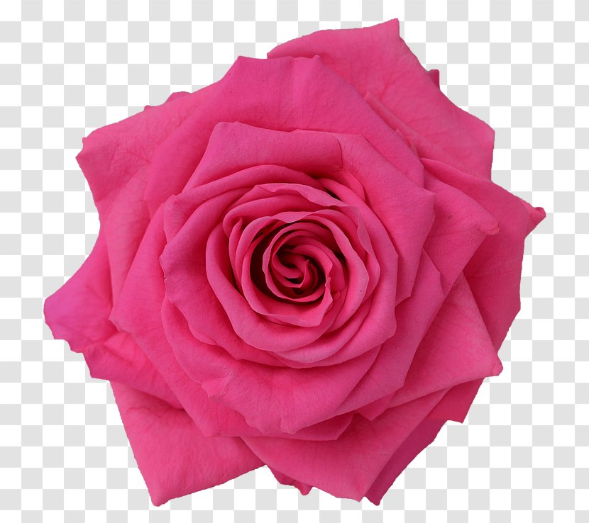 Garden Roses Cabbage Rose Floribunda Pink Cut Flowers - Flower Box Arrangements Ideas Transparent PNG