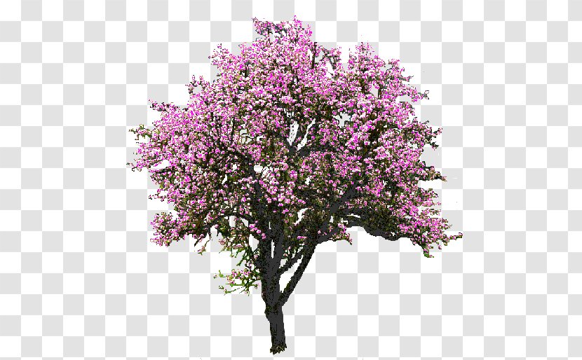Tree Flower Clip Art - Cherry Blossom - A Magnolia Transparent PNG