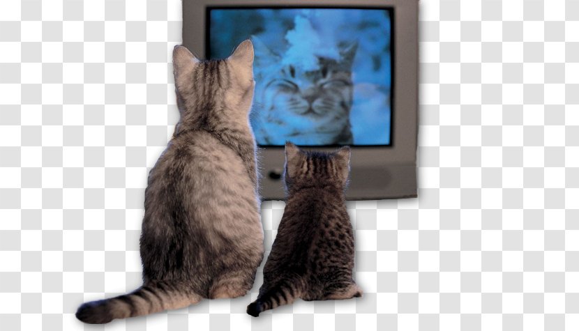 Cat Television Show Kitten - Mammal - Watching Tv Transparent PNG