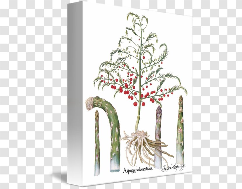Asparagus Plant Stem Shoot Botany Flower - Flowerpot - Garden Food Transparent PNG