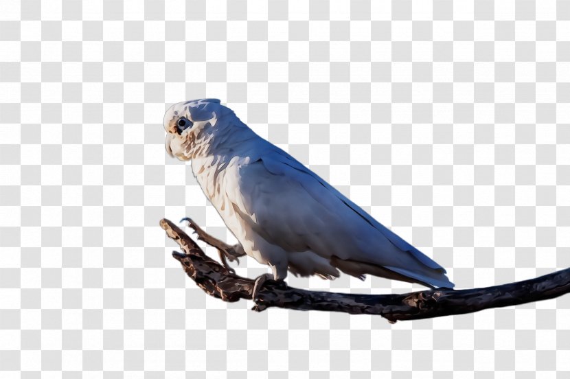 Bird Beak Parakeet Parrot Transparent PNG