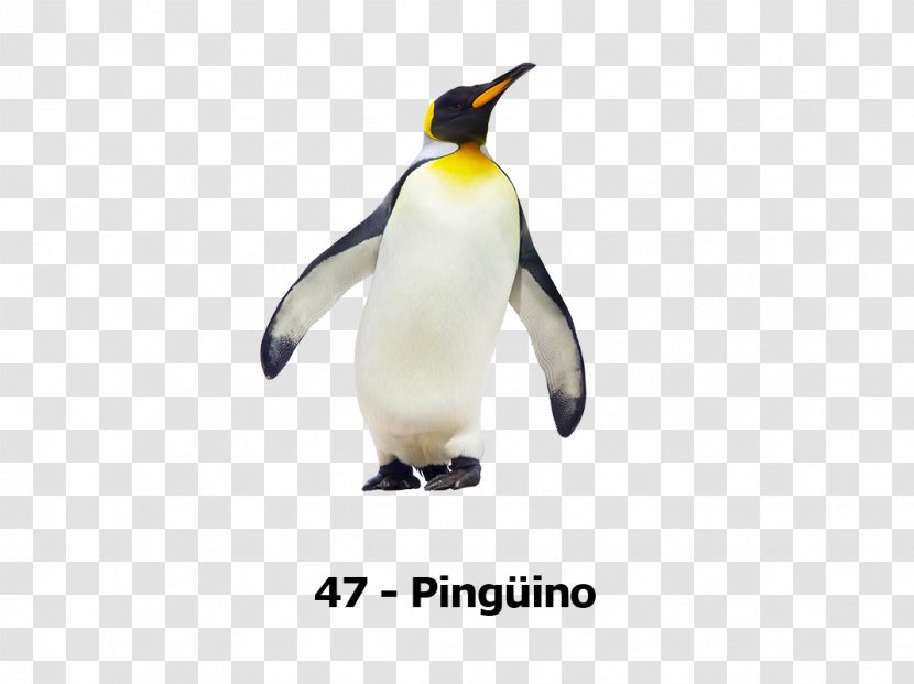 Emperor Penguin Antarctica King Stock Photography - Gentoo Transparent PNG