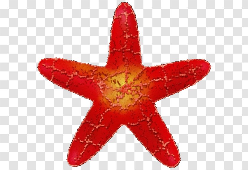 Red Star - Marine Invertebrates Orange Transparent PNG