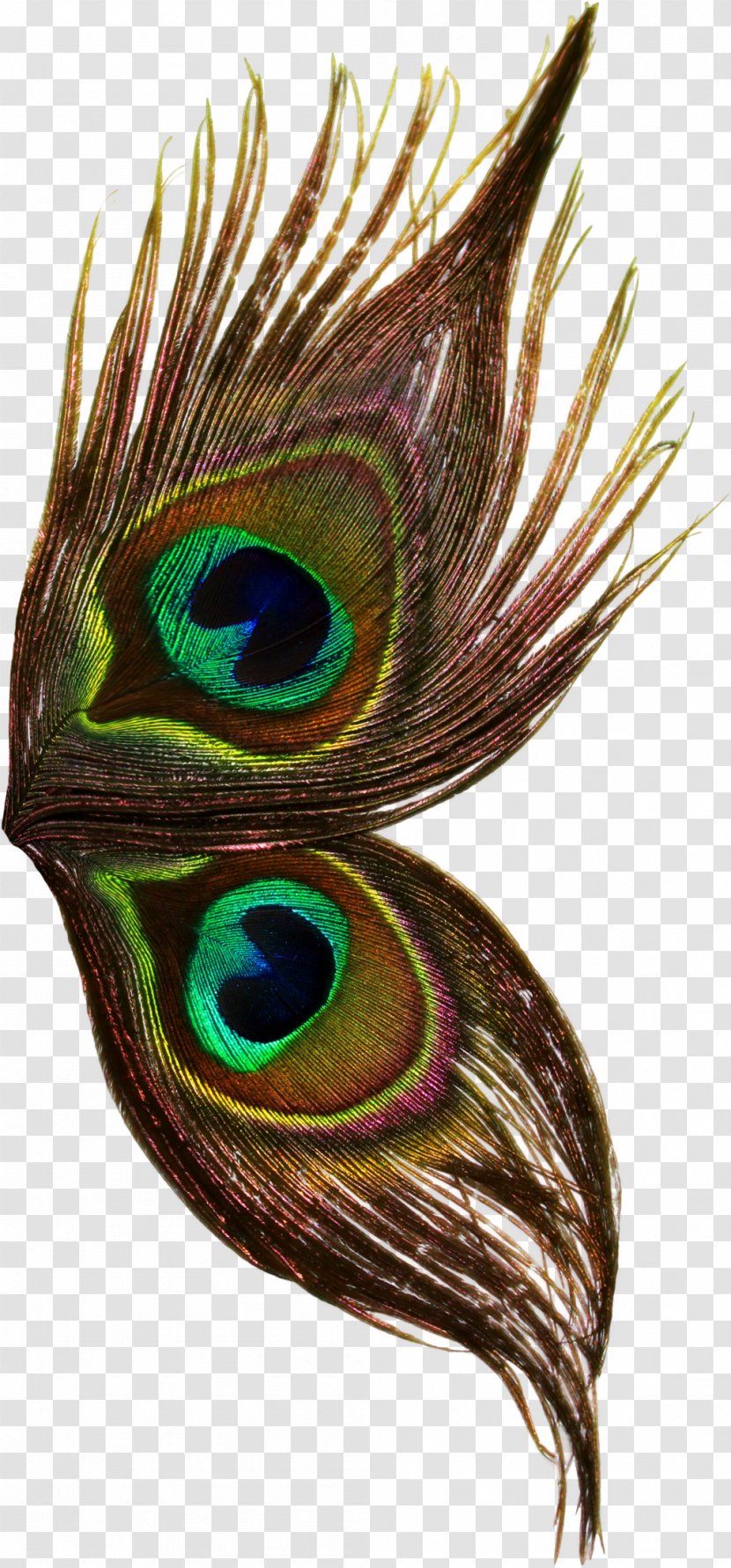 Bird Peafowl Feather Wing Thepix - Animal Transparent PNG
