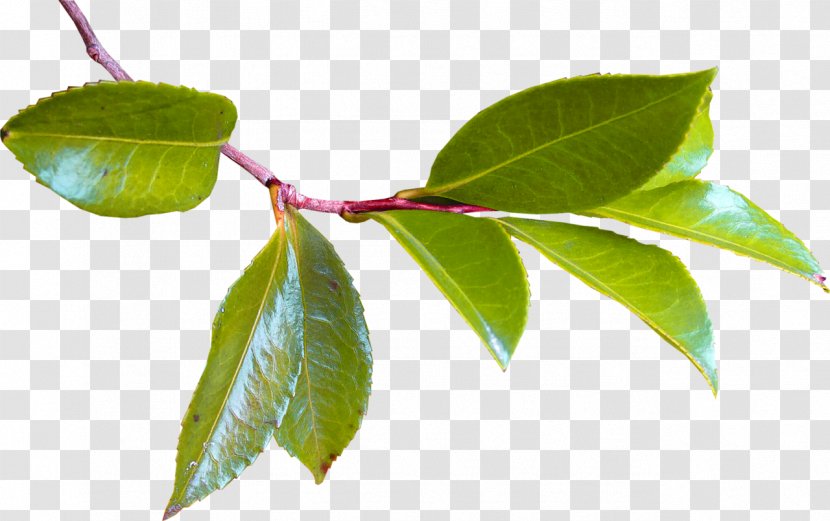 Twig Leaf Tree Plant Stem Branch - Paper Transparent PNG