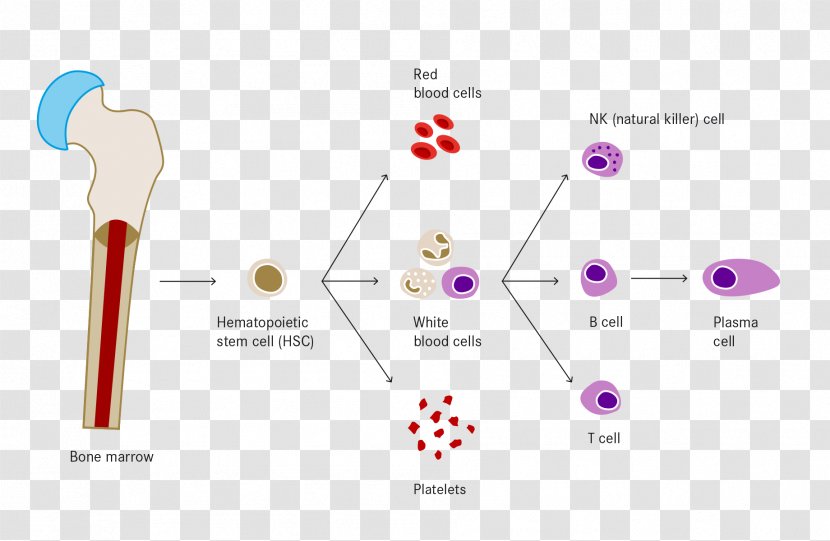 White Blood Cell Haematopoiesis Red Transparent PNG