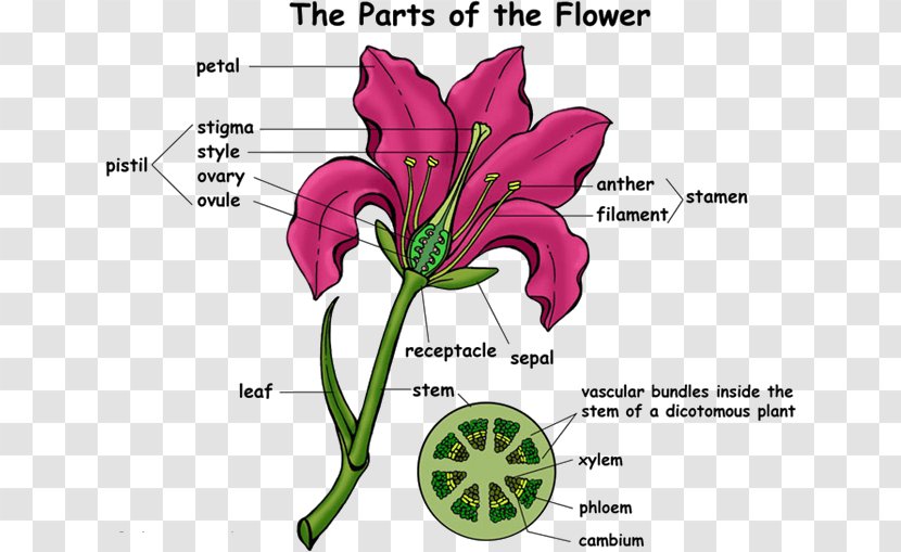 Flowering Plant Super Anatomy Cut Flowers - Tree - Flower Transparent PNG