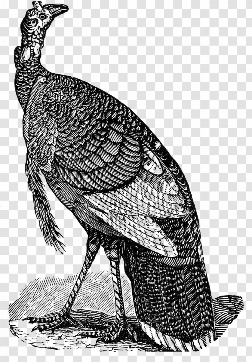 Black Turkey Thanksgiving Meat Clip Art - Galliformes - Bird Transparent PNG