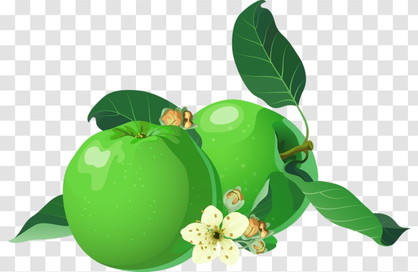 Apple Clip Art - Plant - Green Transparent PNG