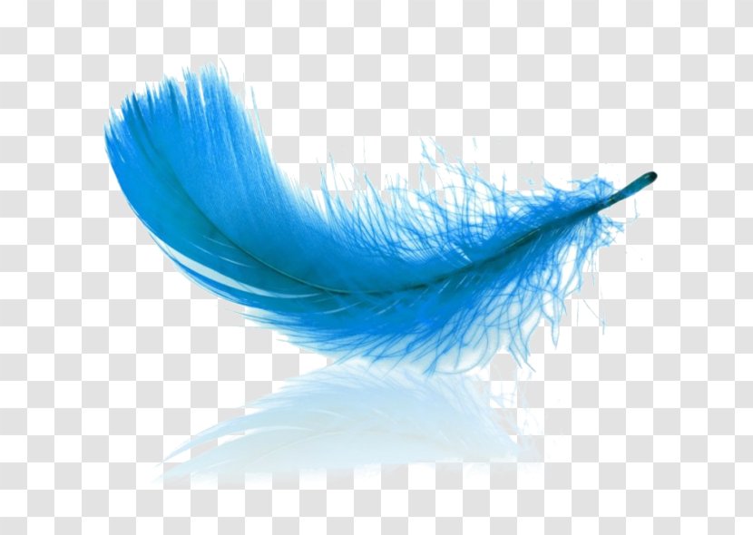 Stock Photography Feather Germany Royalty-free - Quill Transparent PNG