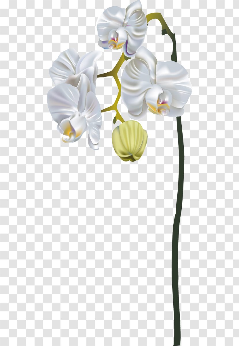 Moth Orchids Flower Bouquet - Petal Transparent PNG