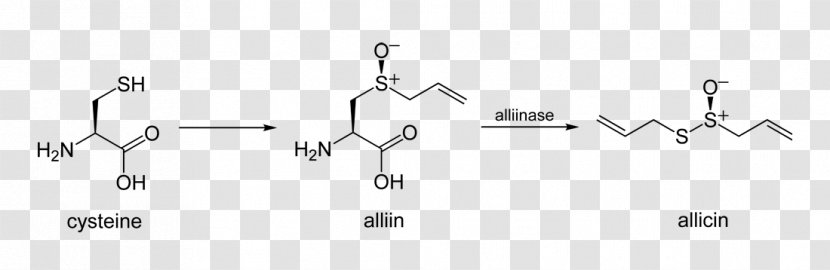 Allicin Alliinase Diallyl Disulfide Garlic - Odor Transparent PNG