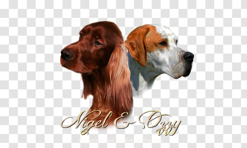 Irish Setter Dog Breed Spaniel Companion Transparent PNG