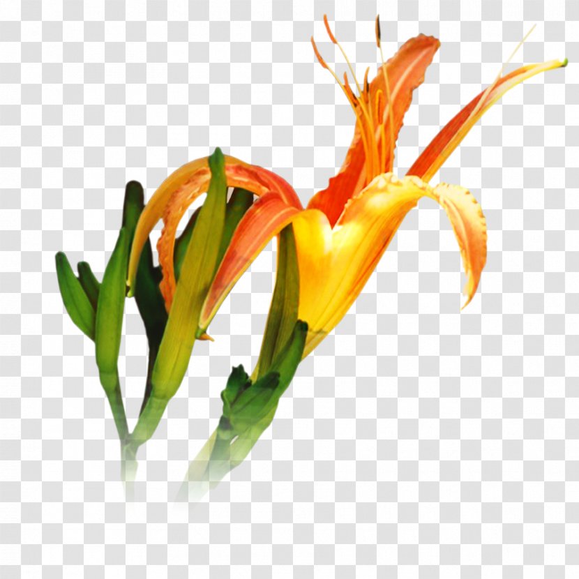 Lily Flower Cartoon - Tulip - Pedicel Daylily Transparent PNG