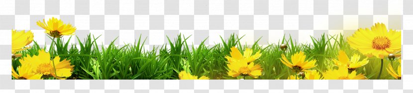 Template Clip Art - Information - Yellow Floral Grass Bottom Border Transparent PNG