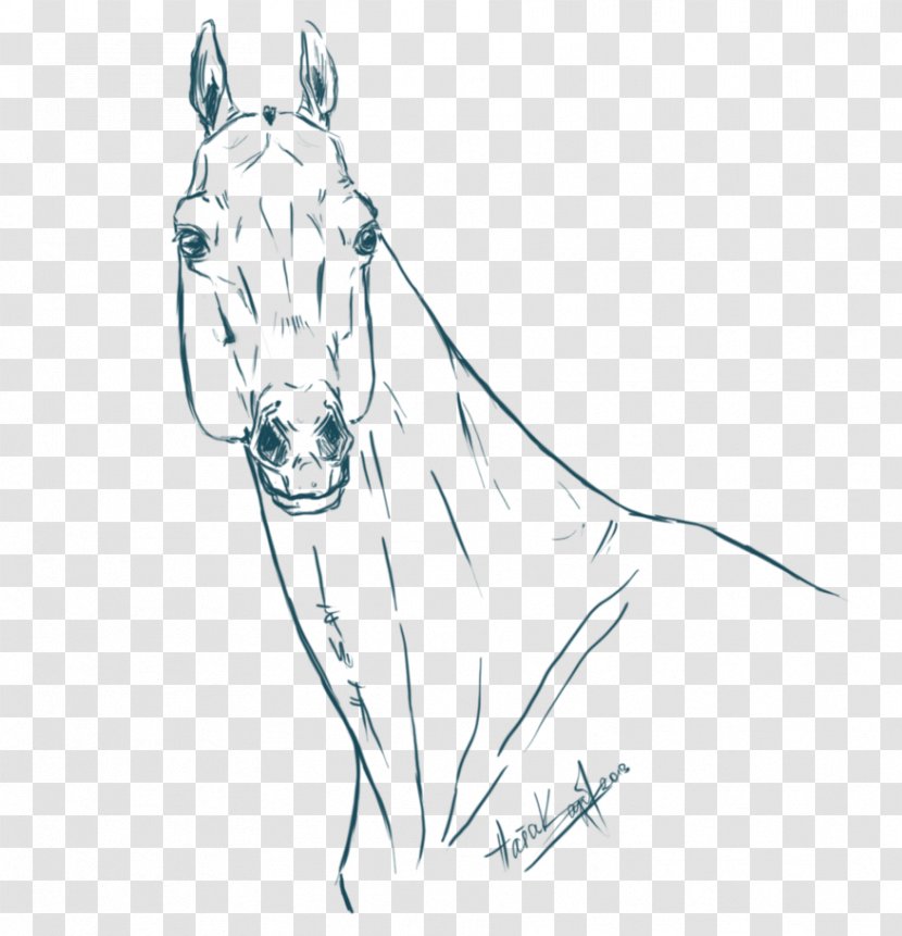 Mule Akhal-Teke Pony Line Art Sketch - Horse Gait - Arabian Head Transparent PNG