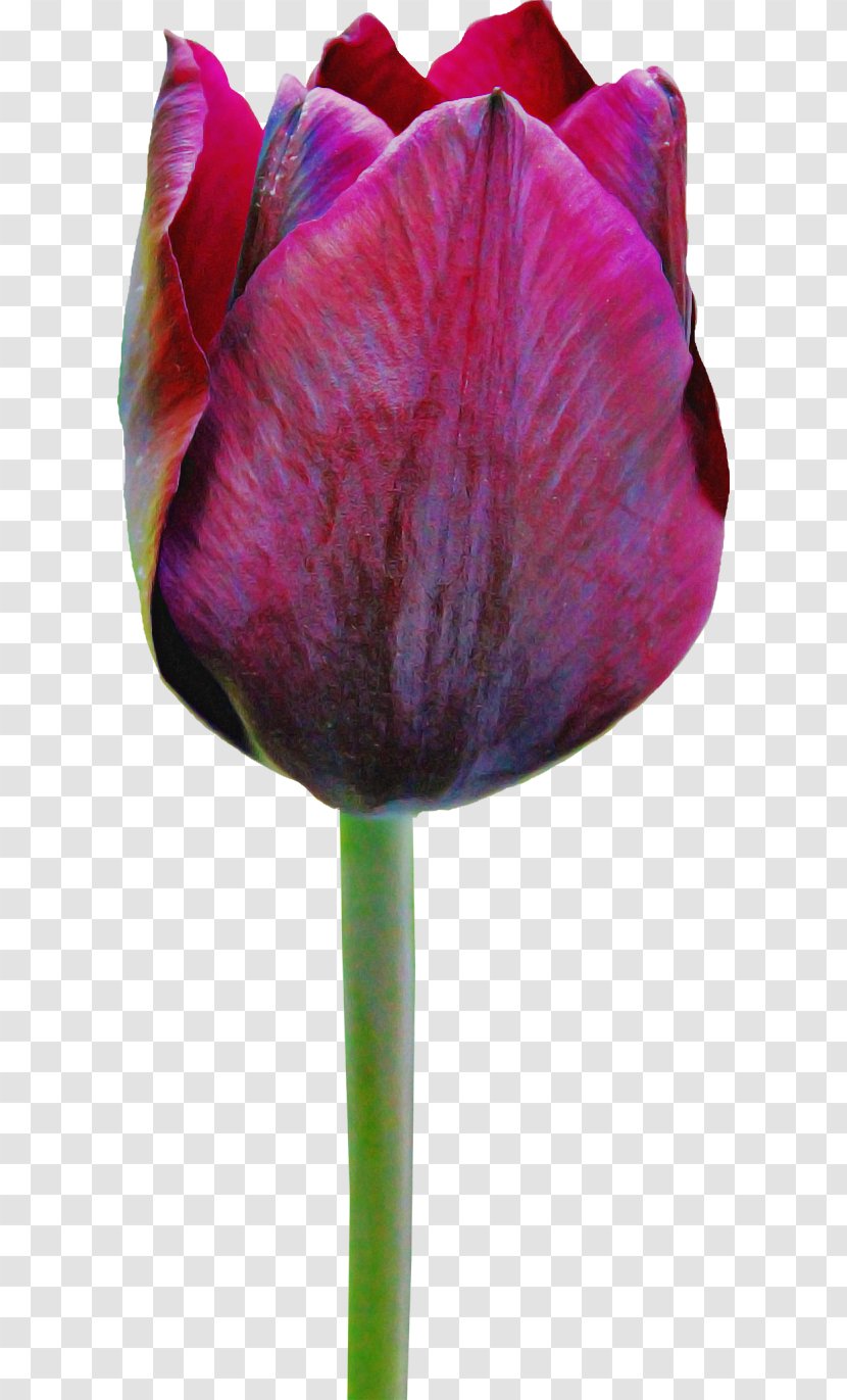 Tulip Flower Purple Petal Plant - Lily Family Stem Transparent PNG
