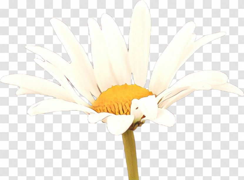 Transvaal Daisy Cut Flowers Desktop Wallpaper Plant Stem Yellow - Camomile Transparent PNG