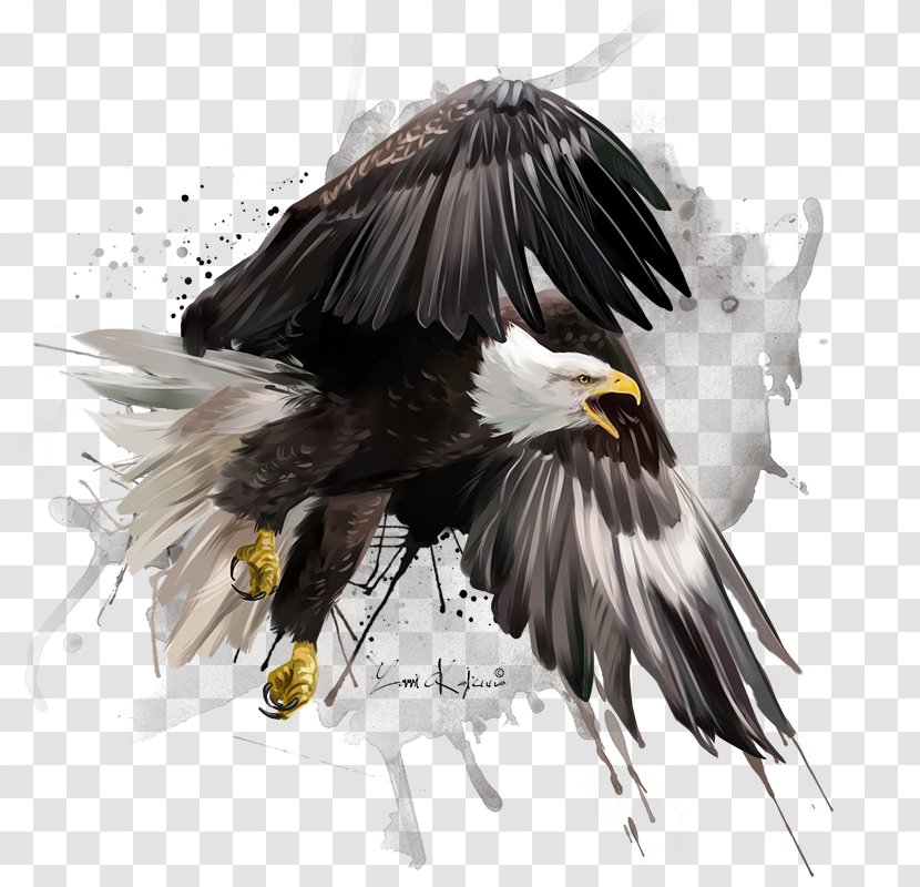 Bald Eagle Drawing Photography Illustration Watercolor Painting Transparent PNG