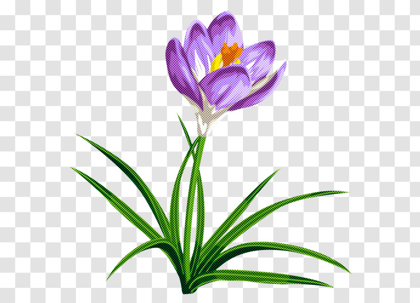 Flower Plant Cretan Crocus Tommie Crocus Crocus Transparent PNG