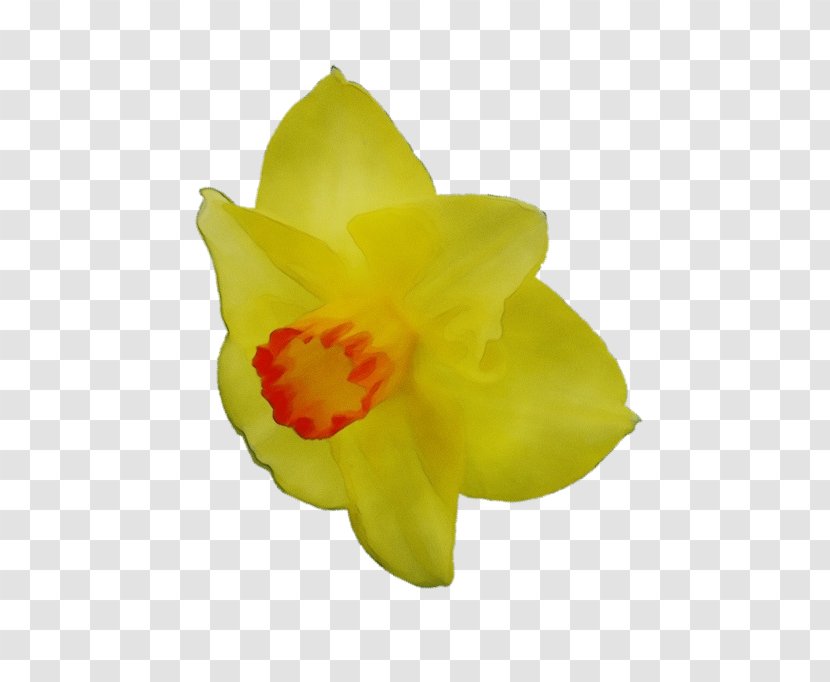Yellow Flower Petal Plant Narcissus - Herbaceous - Cattleya Wildflower Transparent PNG