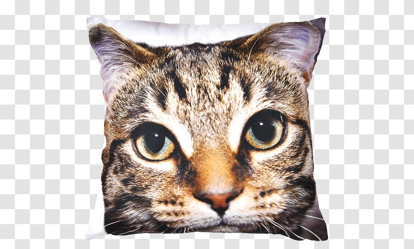 Dragon Li American Shorthair European Toyger Cushion - Whiskers - Decorate Rabbit Transparent PNG