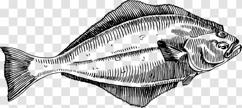 Halibut Clip Art - Monochrome - Fish Transparent PNG