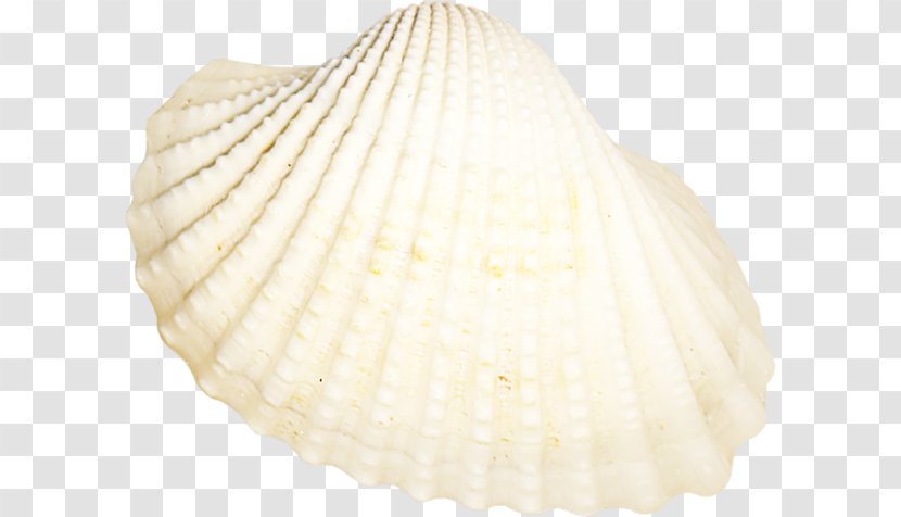 Cockle Seashell Conchology Tellinidae Veneroida Transparent PNG