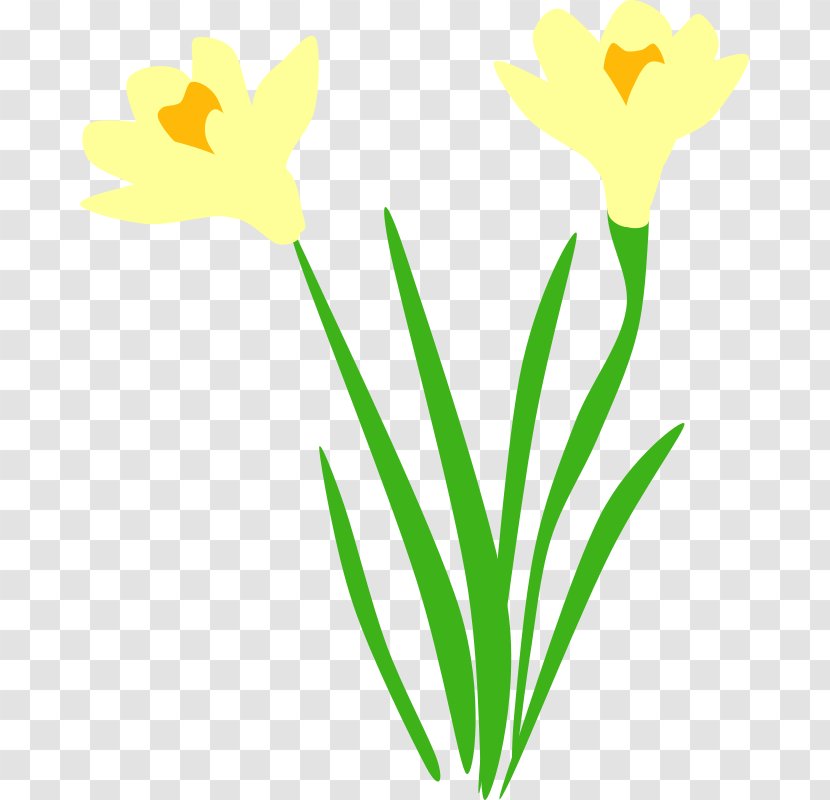 Narcissus Pseudonarcissus Clip Art - Artwork - Flora Transparent PNG