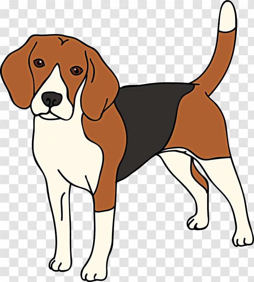 Dog Breed Beagle-harrier English Foxhound Harrier - Beagleharrier - American Transparent PNG