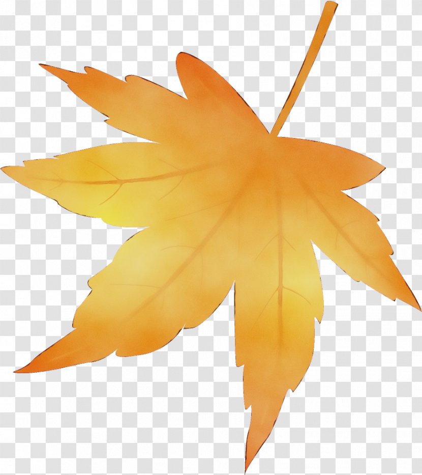 Maple Leaf - Sweet Gum - Plane Transparent PNG