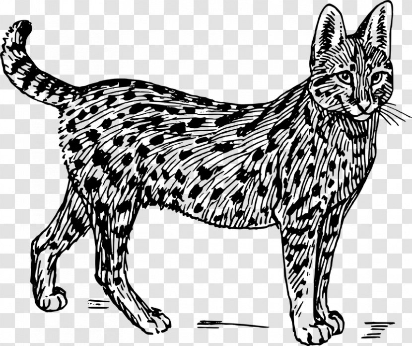 Savannah Cat Wildcat Serval Clip Art - Whiskers - Tabby Transparent PNG
