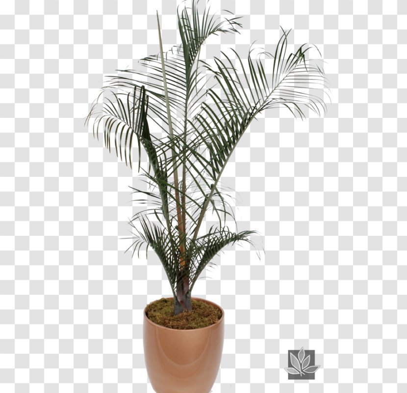 Babassu Houseplant Mauritius Hemp Built Environment Oil Palms - Garden Croton - Office Plant Transparent PNG